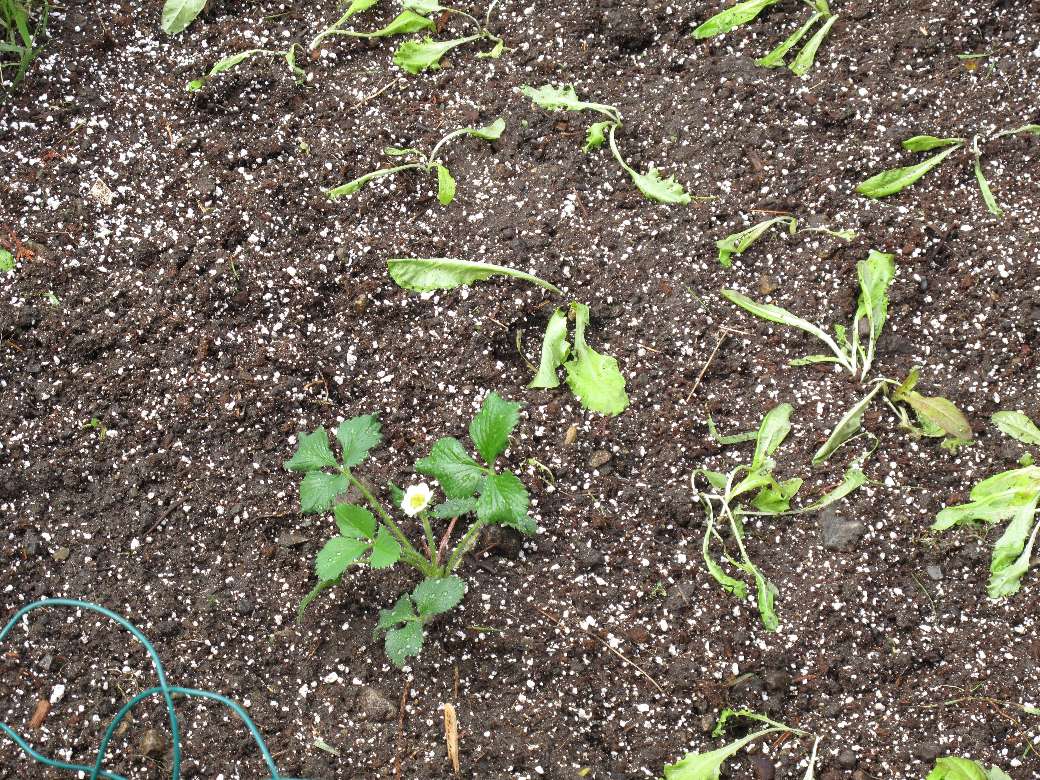 Strawberry and lettuce